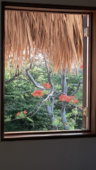 Flamboyan
